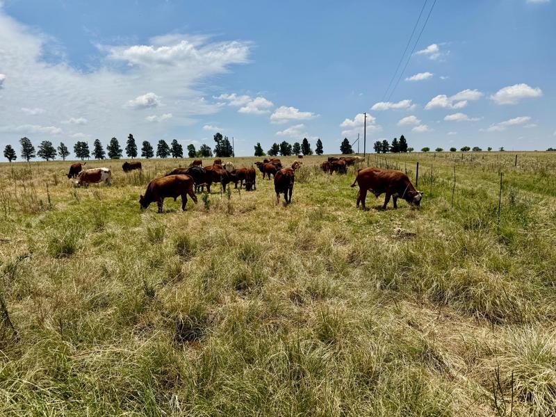 Commercial Property for Sale in Kroonstad Free State